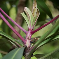 Ardisia rothii A.DC.